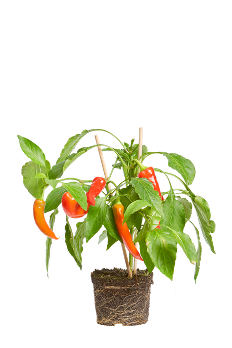 Capsicum annuum